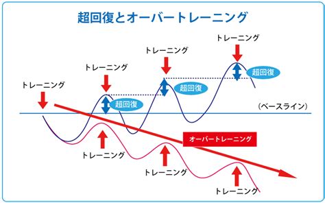 超回復 部位|筋トレ後の部位ごとの筋肉回復時間の解説｜学術論文等読んだ結 